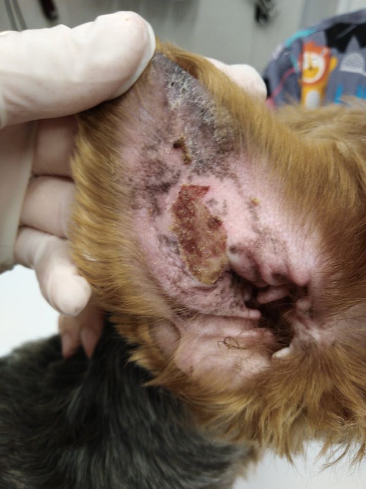 Vasculitis (érgyulladások) - 3. kép