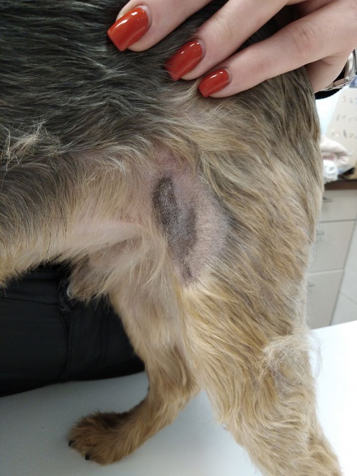 Vasculitis (érgyulladások) - 4. kép