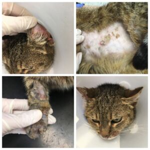 Macska pemphigus foliaceus - 1. kép