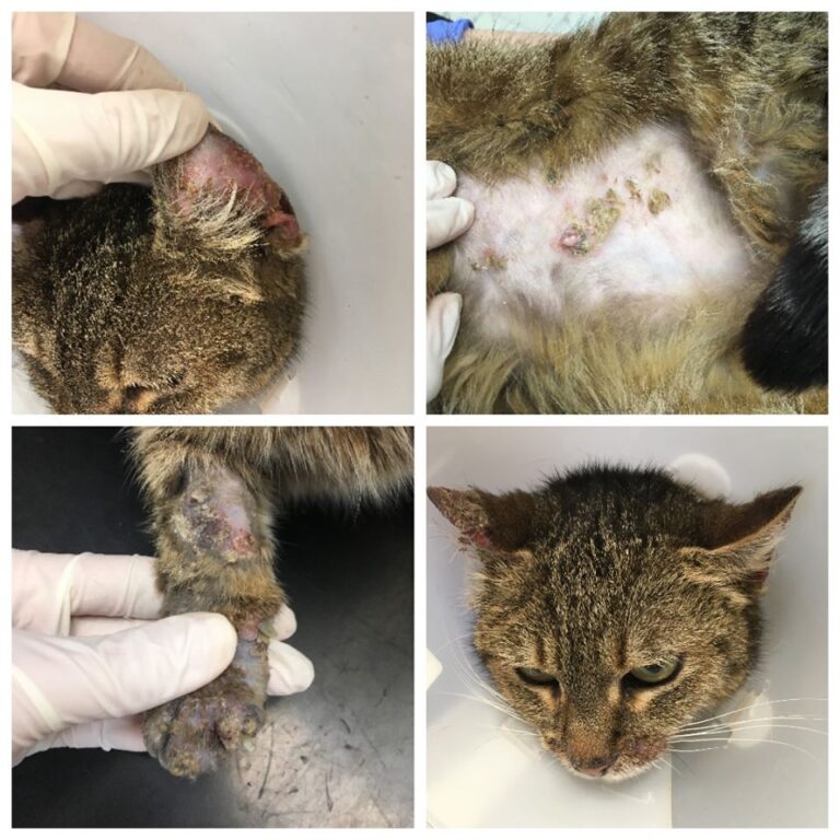 Macska pemphigus foliaceus - 1. kép