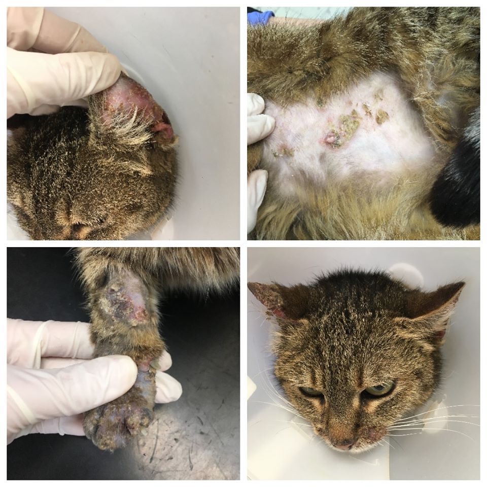Macska pemphigus foliaceus - 1. kép