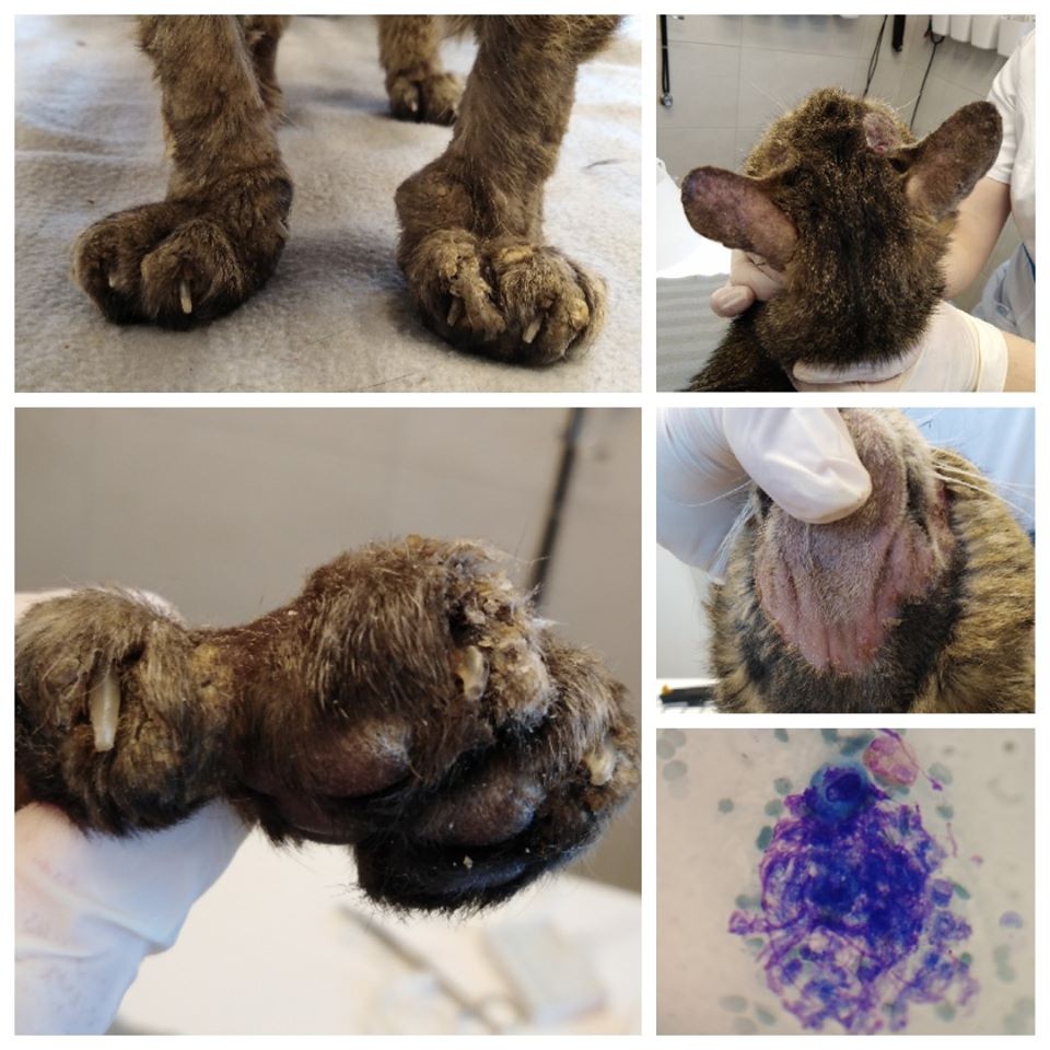 Macska pemphigus foliaceus - 2. kép