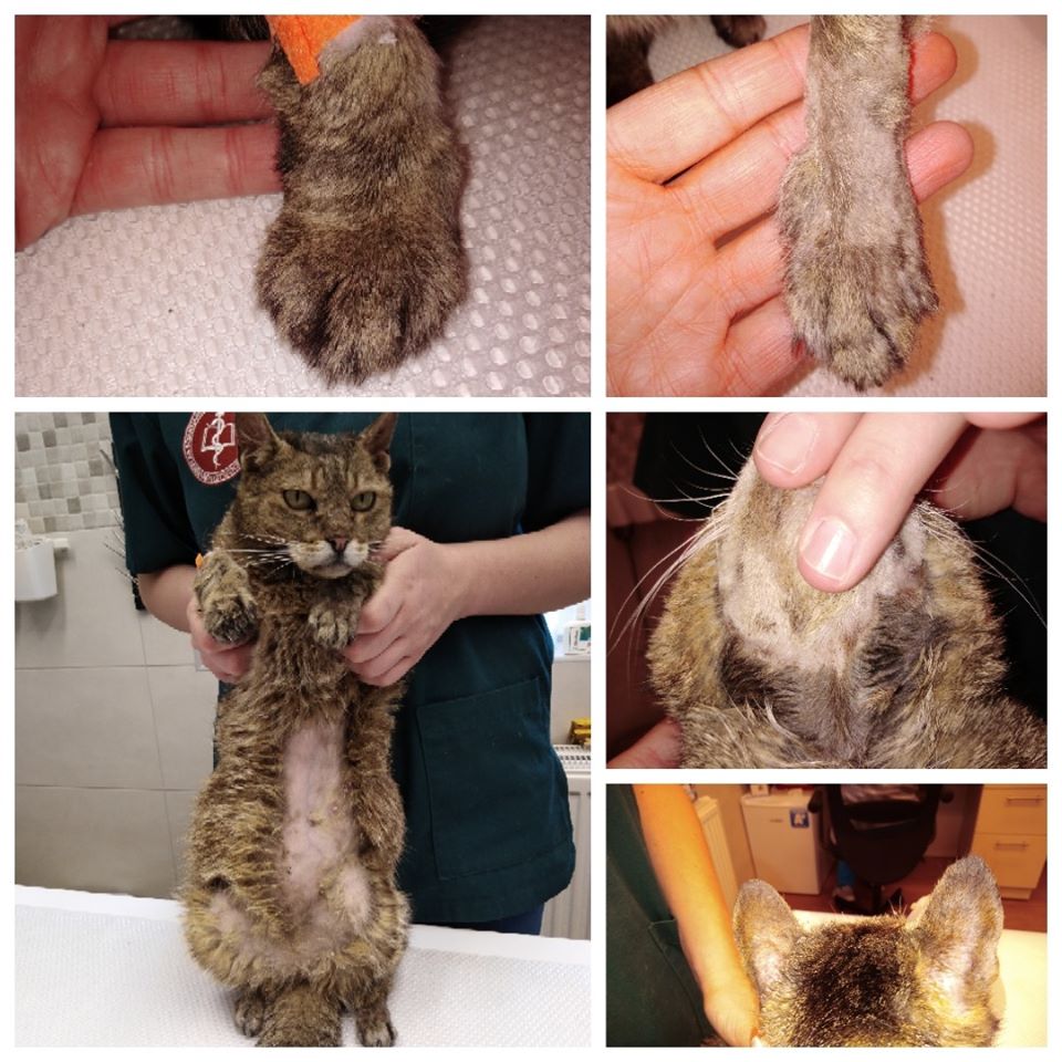 Macska pemphigus foliaceus - 3. kép