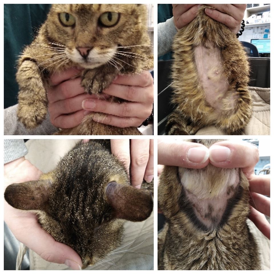 Macska pemphigus foliaceus - 4. kép