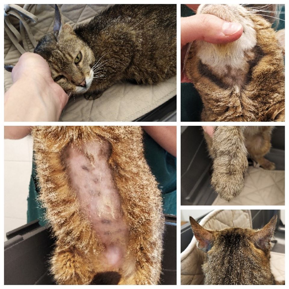 Macska pemphigus foliaceus - 5. kép