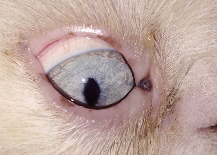 Ceruminosus cystomatosis perzsa macskában - 3. kép