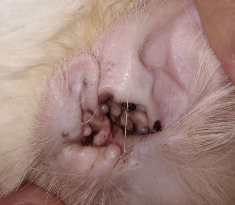 Ceruminosus cystomatosis perzsa macskában - 2. kép
