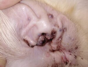 Ceruminosus cystomatosis perzsa macskában - 1. kép