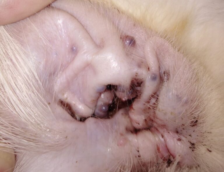 Ceruminosus cystomatosis perzsa macskában - 1. kép